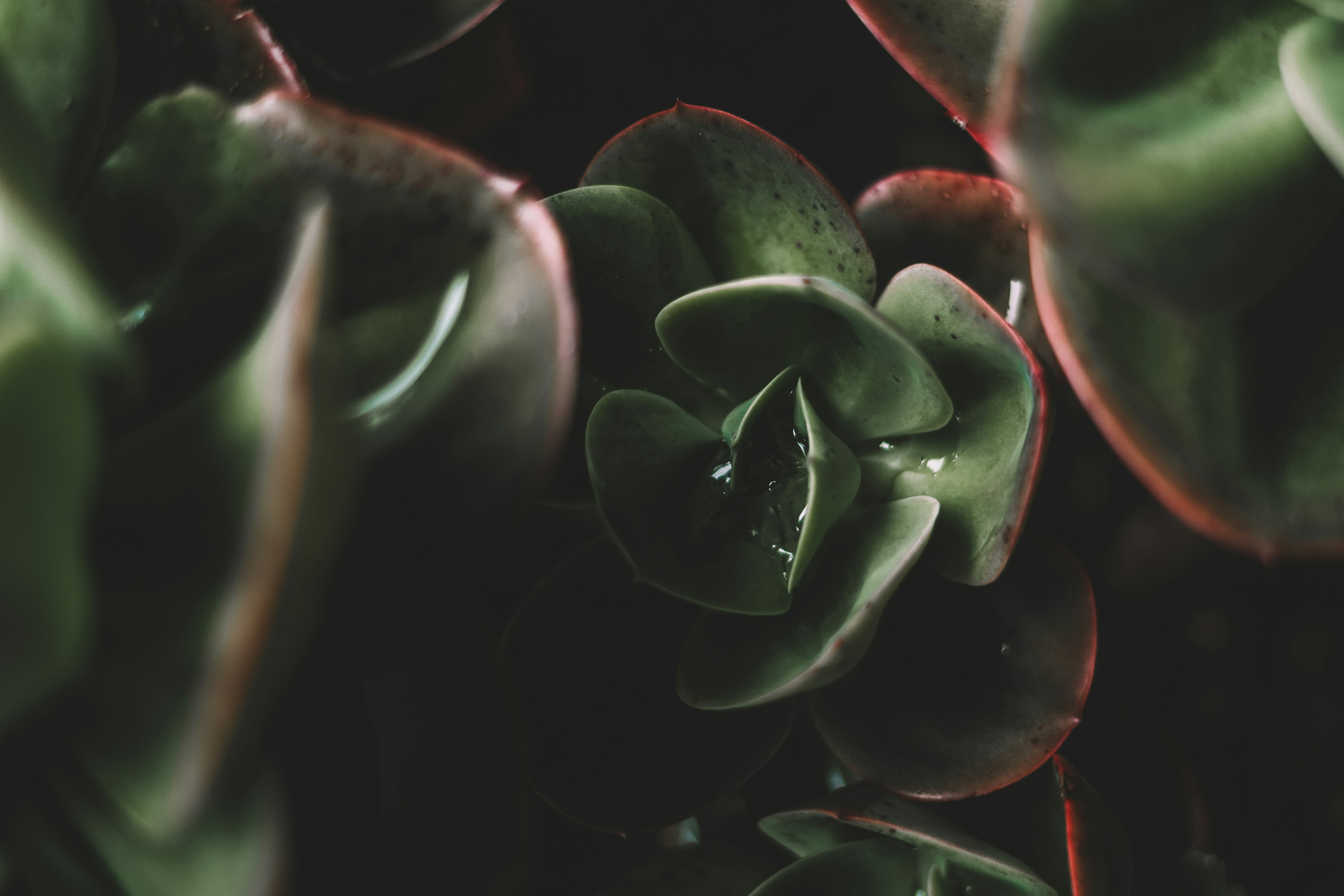green and red plant in close up photography